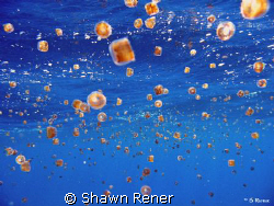 Thimble Jellyfish-"Spring Bloom" Puerto Adventures, Mex.-... by Shawn Rener 